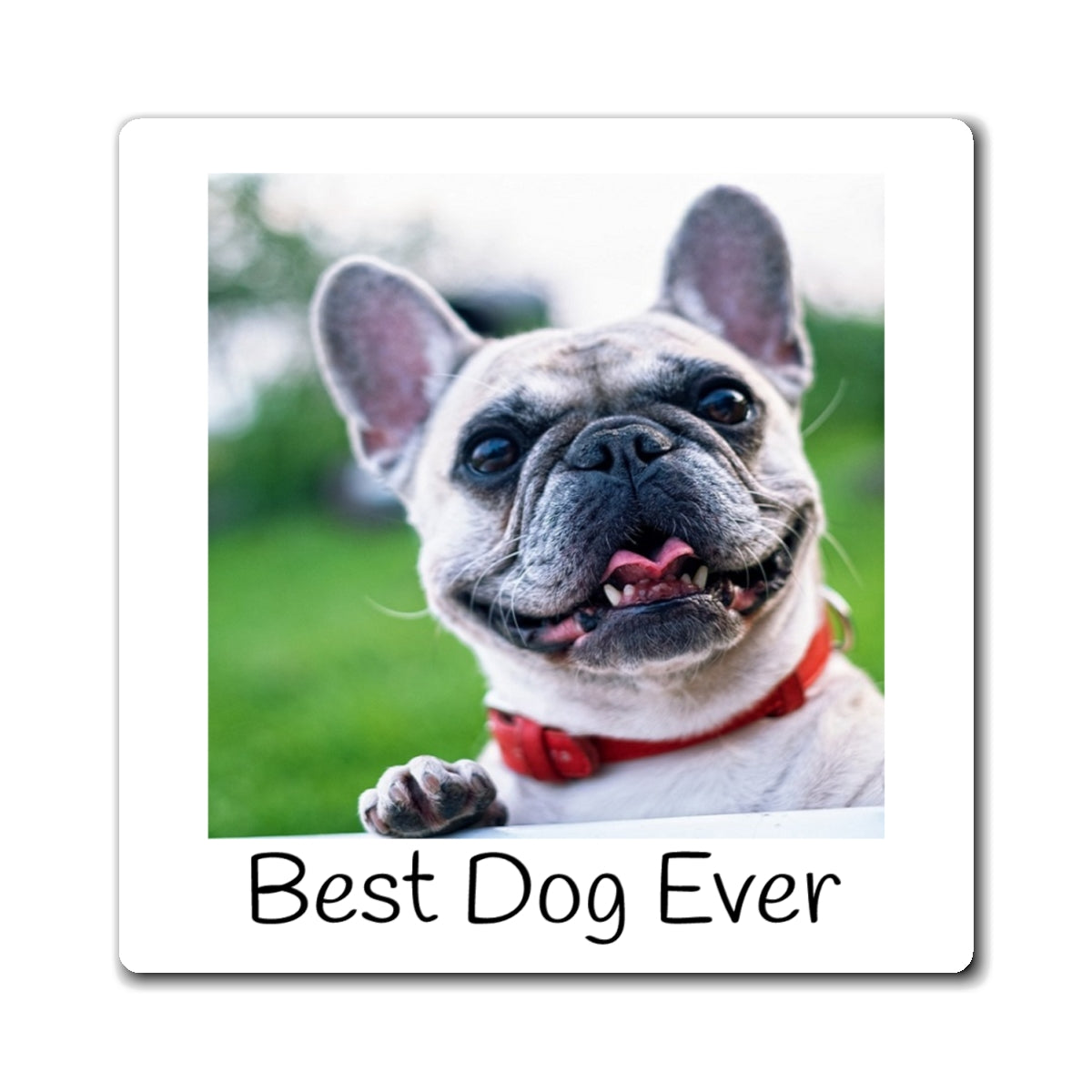 Personalized Pet Photo Fridge Magnet